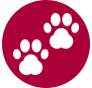 dog-training