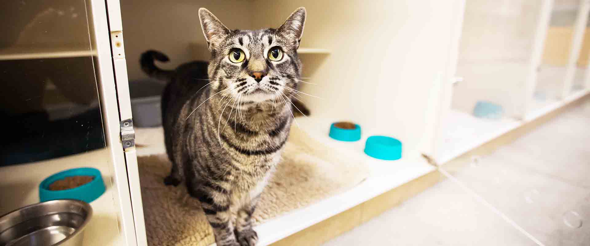 cat boarding woodinville 4