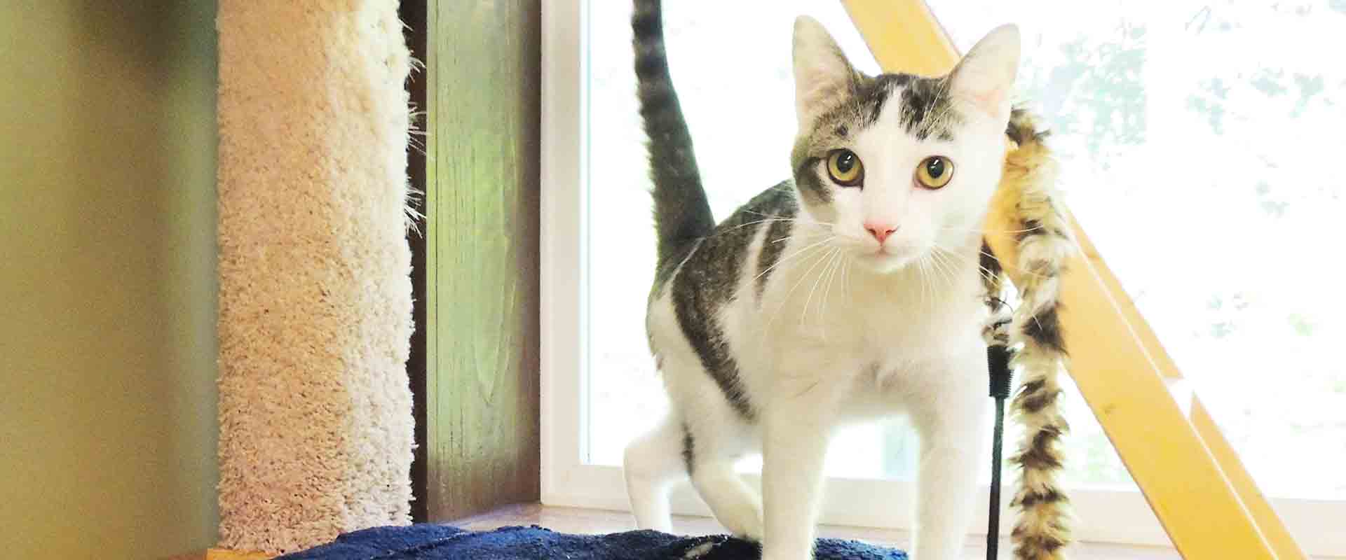 cat boarding woodinville 5