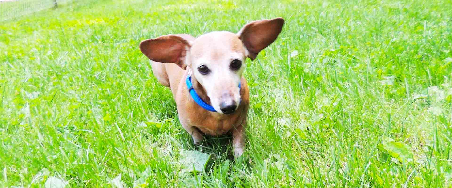 Dog Boarding | Cascade Kennels