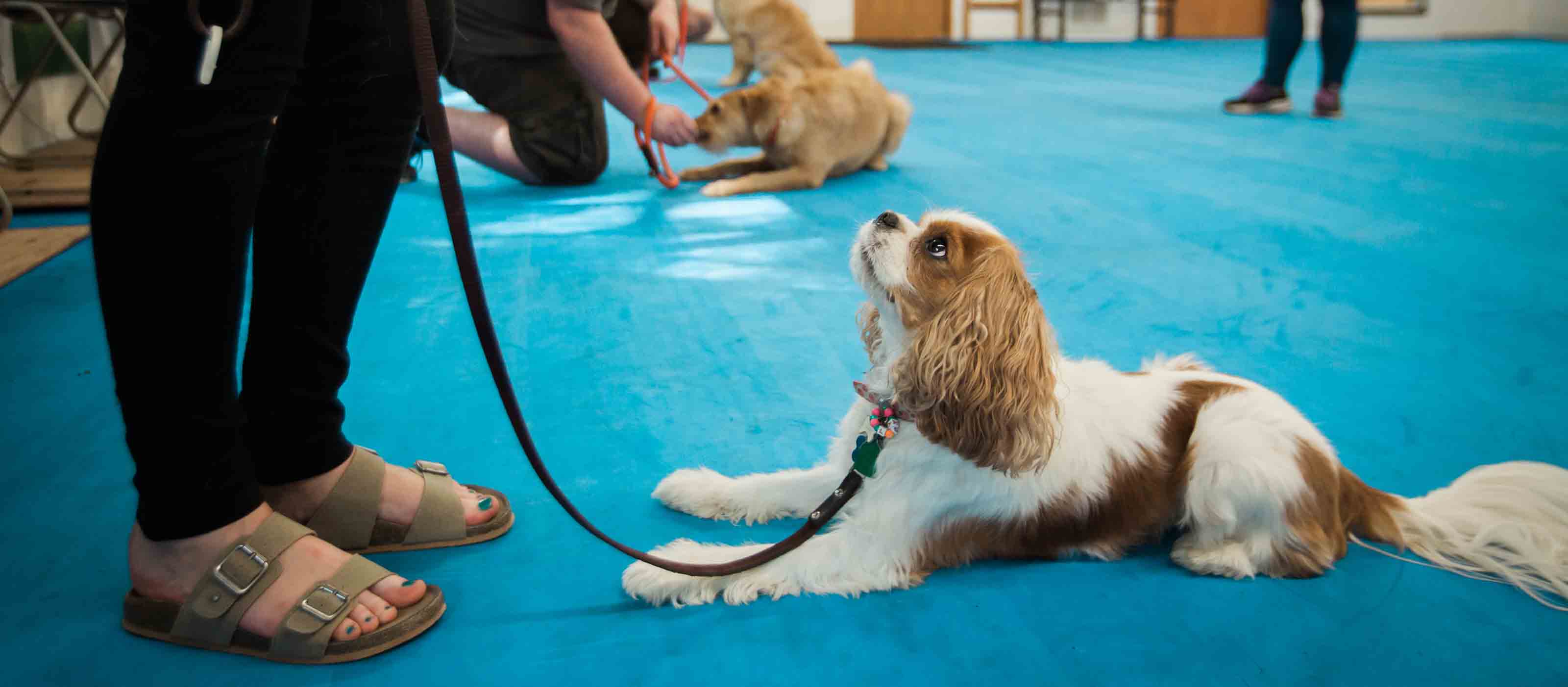 board and train for dogs | Cascade Kennels