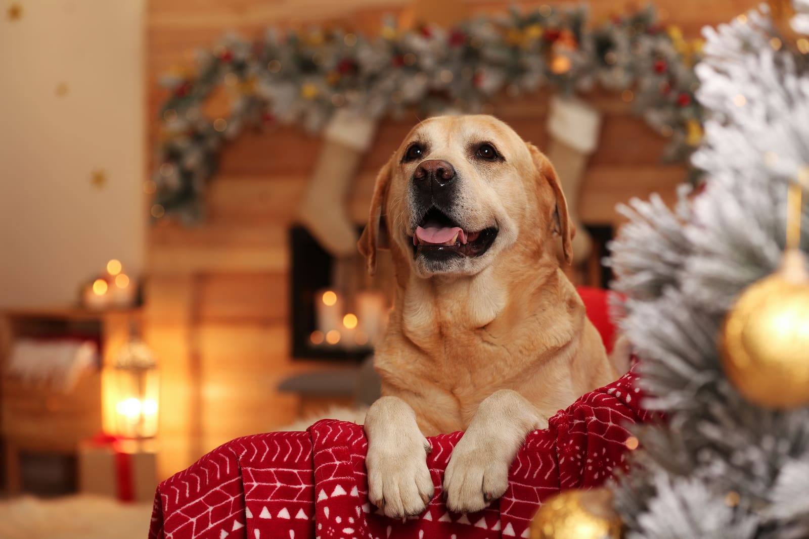 What Your Pet Really Wants For Christmas - Cascade Kennels