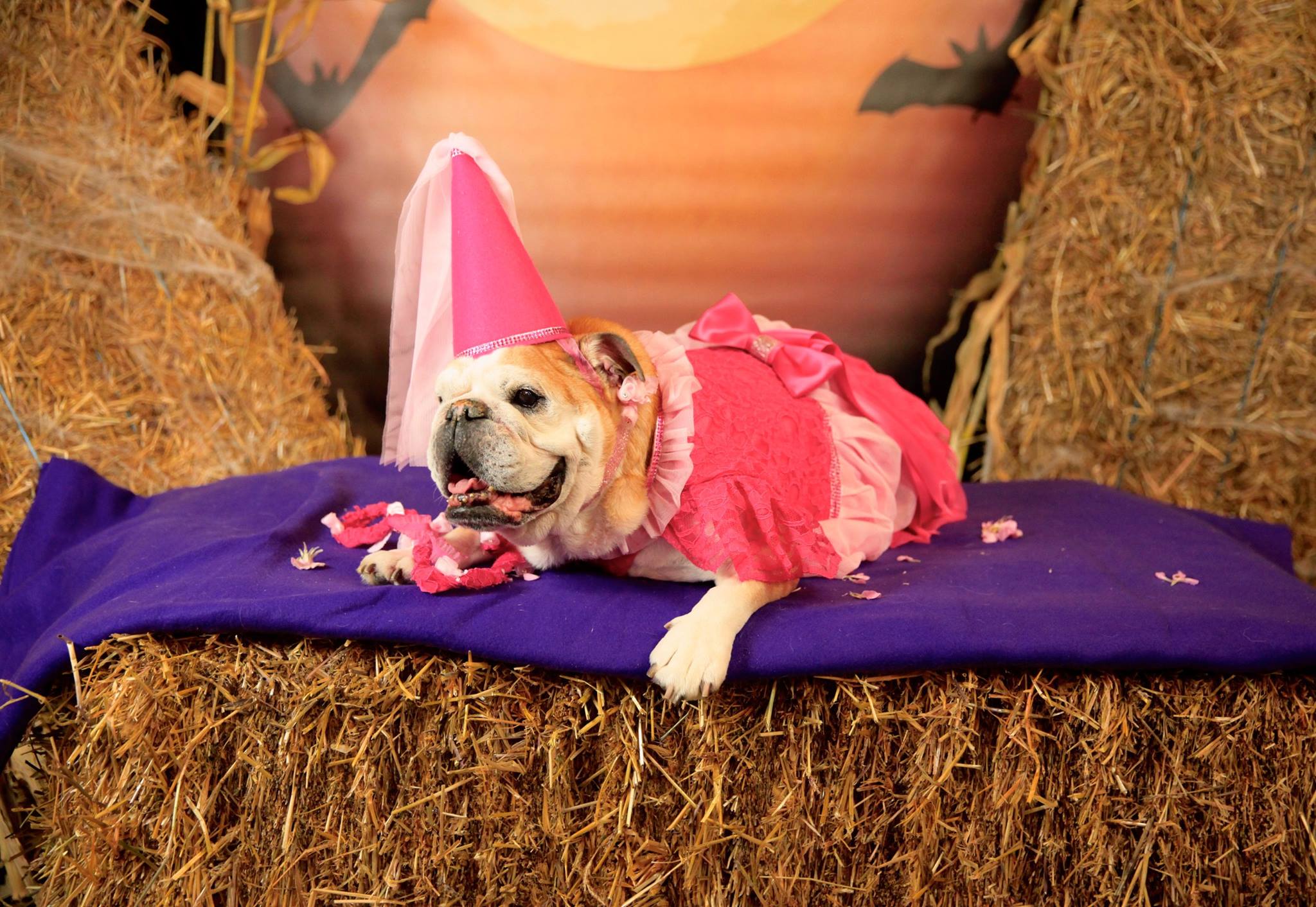 Fun Halloween Costume Ideas For You and Your Dog - Cascade Kennels