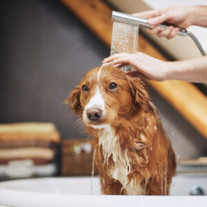 The Importance of Regular Dog Grooming: A Guide for Pet Owners - Cascade Kennels
