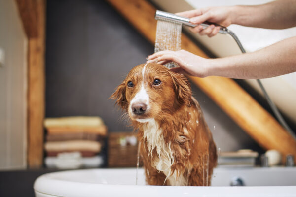 The Importance of Regular Dog Grooming: A Guide for Pet Owners - Cascade Kennels