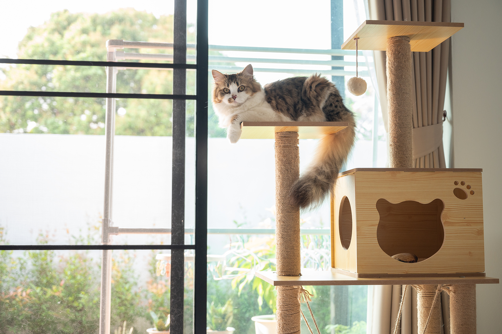 How to Catify Your House – Cascade Kennels