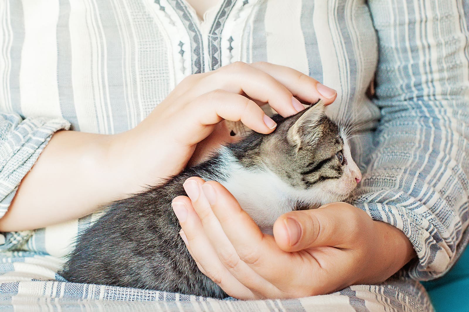 Cat Health and Wellness: Common Cat Health Issues and Preventive Care with Cascade Kennels