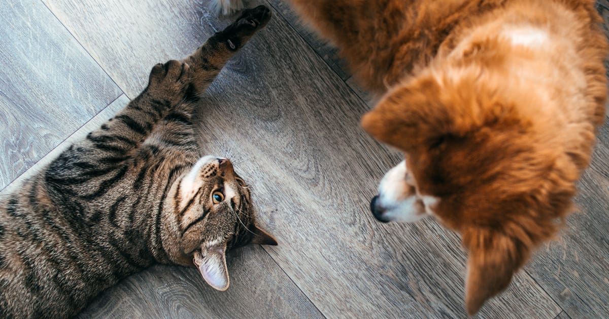 Team Dog or Team Cat: Which Pet Rules?