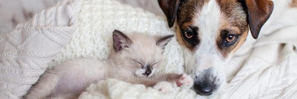 4-tips-introducing-new-kitten-your-pet